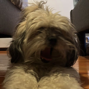 Meet your Posher, Lin